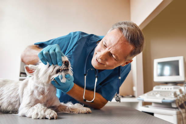 Best Walk-In Emergency Dentist in Largo, FL